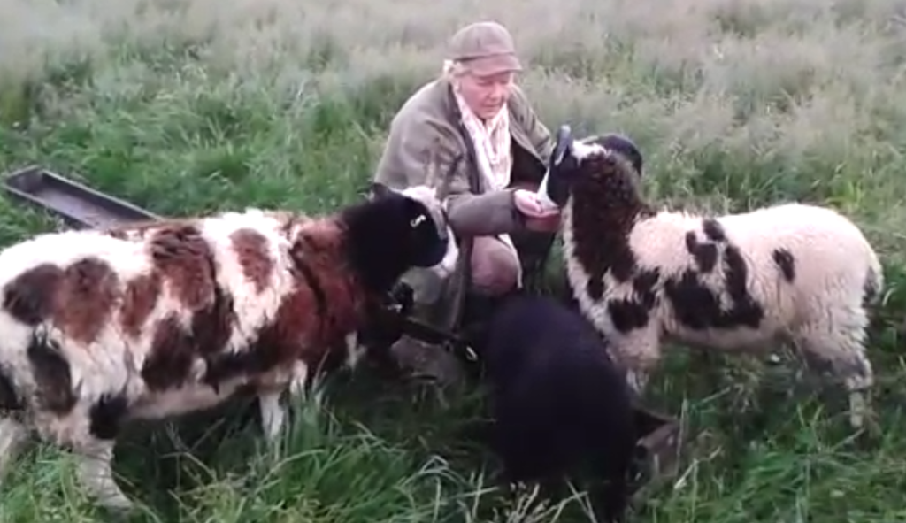 A guest feeding the sheep